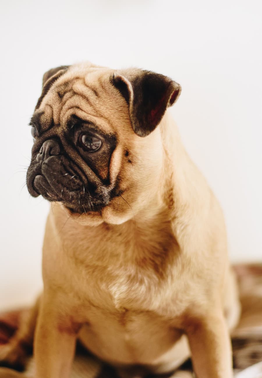 Pug dog
