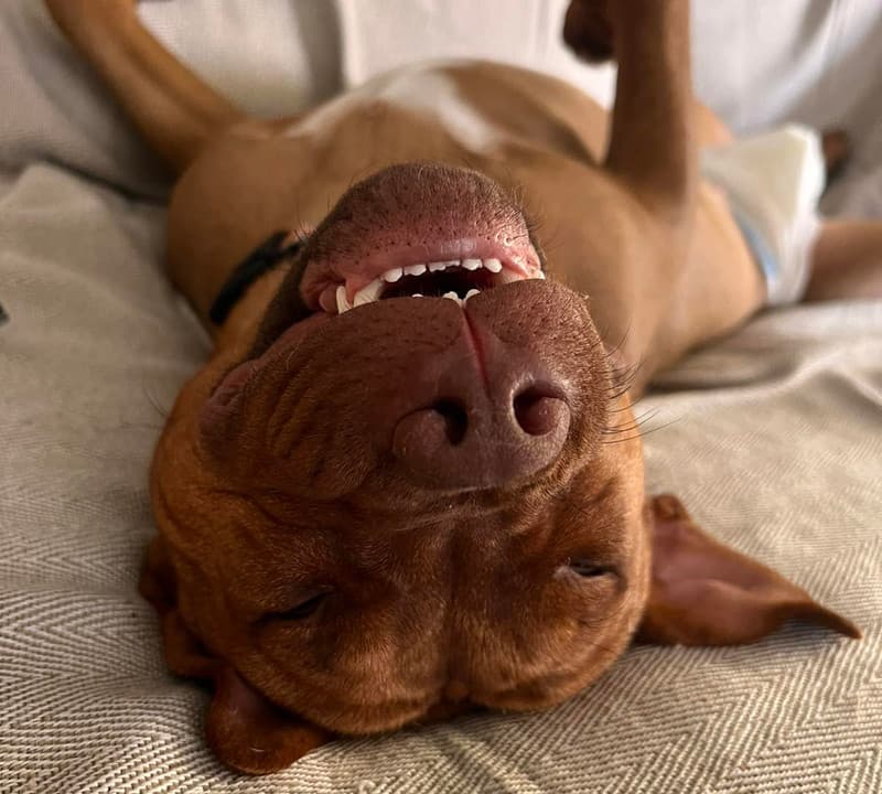 Pitbull dog smiling