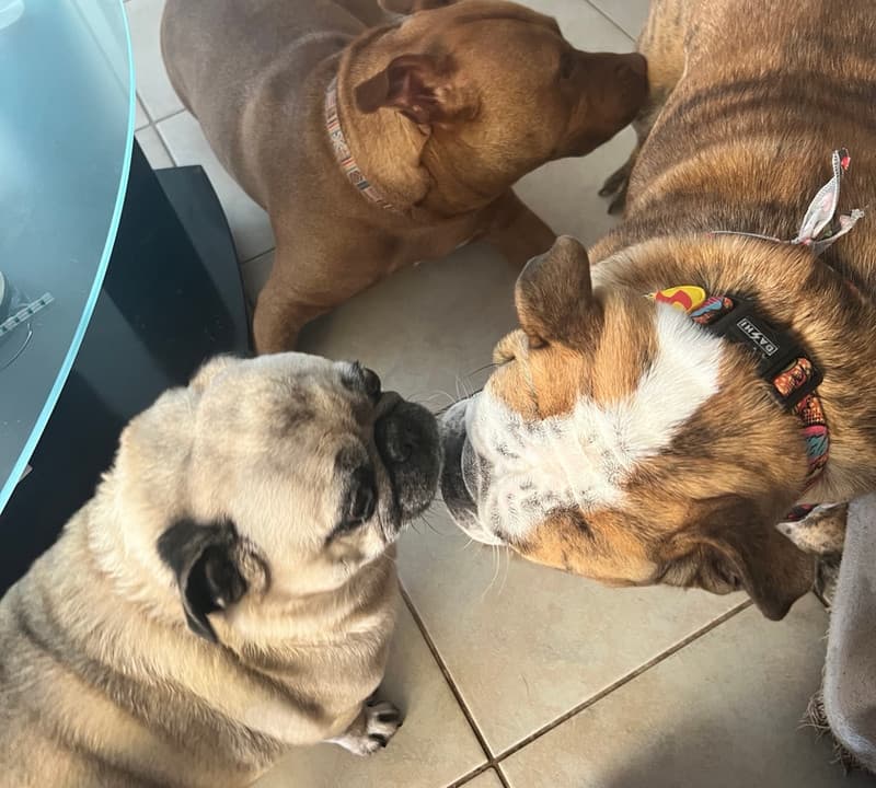 Pitbull, Pug, English bulldog