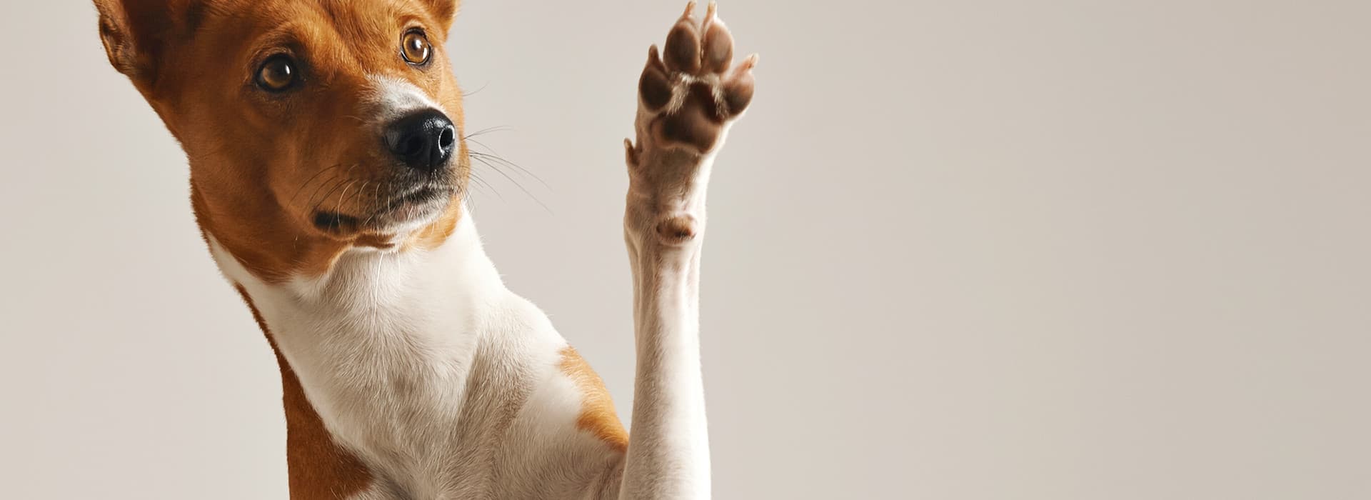 Dog waving paw